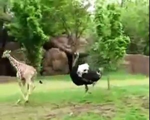 ЖИРАФ и страус