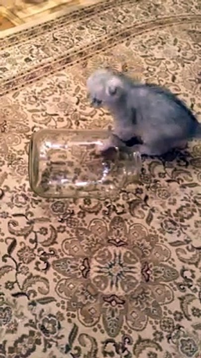 Cat in Bottle