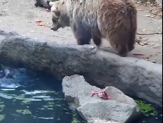 Bear Sets an Example for Human Beings