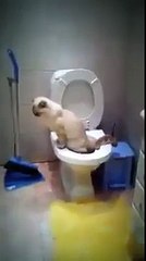 مہذب بلی ۔۔ کیا آپ نے ہپلے ایسی ویڈیو دیکھی ہے