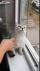 اس بلی کو آسمان میں کیا نظر آ رہا ہے