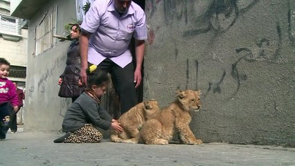 فلسطيني يربي شبلين في منزله في غزة