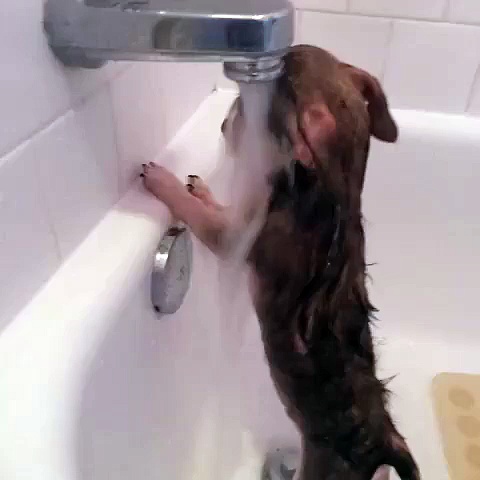 dog drinking water