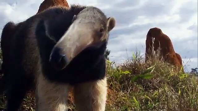 Animals Lemur DNA Discovery Science 2 | zoo animal | endangered animals