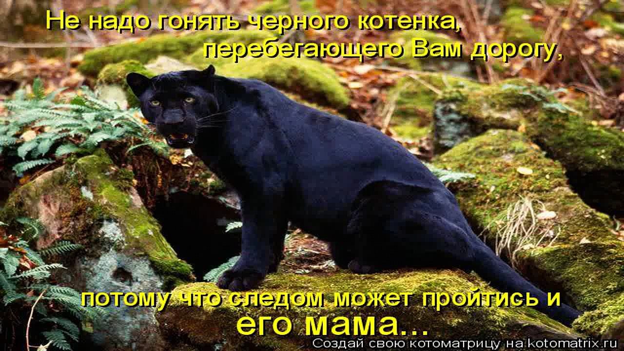 THE JAGUAR: YEAR OF THE CAT - Animals/Wildlife/Nature (documentary)