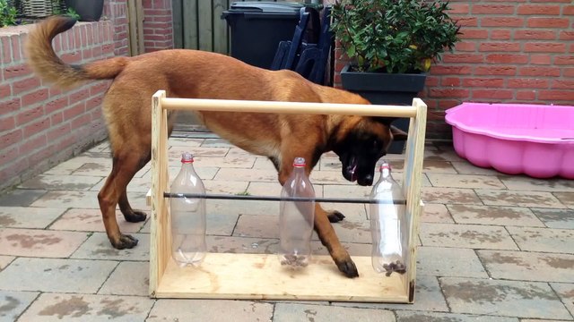 Occuper son chien avec une bouteille et des croquettes