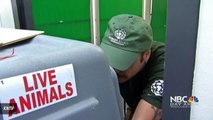 57 Dogs Rescued From South Korean Meat Farm Arrive In US