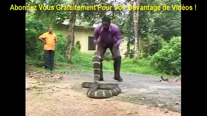 Attaque du Cobra Royal - Vie animale