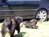 Hilarant : un chien joue au shérif et arrête un combat de chats