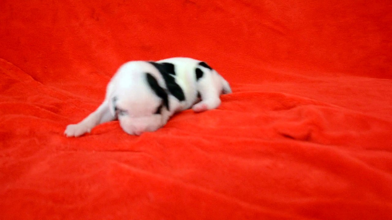 Chiot Dogue Allemand de 8 jours: Lovista