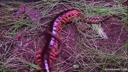 CIEN PIES VS SERPIENTE UNA PELEA A MUERTE EL QUE GANA EL COMBATE SE COME AL PERDEDOR INSECTOS Y REPTILES EN GUERRA