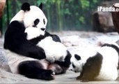 World's Only Panda Triplets Fight Over Being Mom's Favorite
