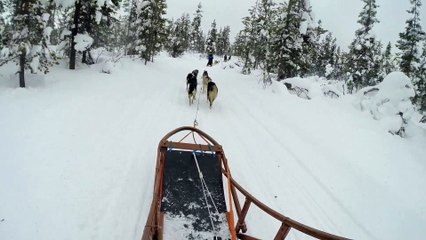 Husky Safari - Lapland '15 - Saariselka -