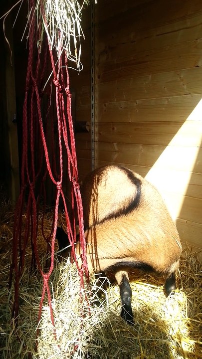 LA MINI CHEVRERIE DE SISCO : DES BB CHEZ LES BIBIS 2015