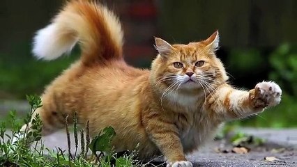 The most beautiful cats in the world