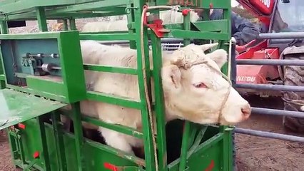 Hayvan Operasyon Masasi Youtube