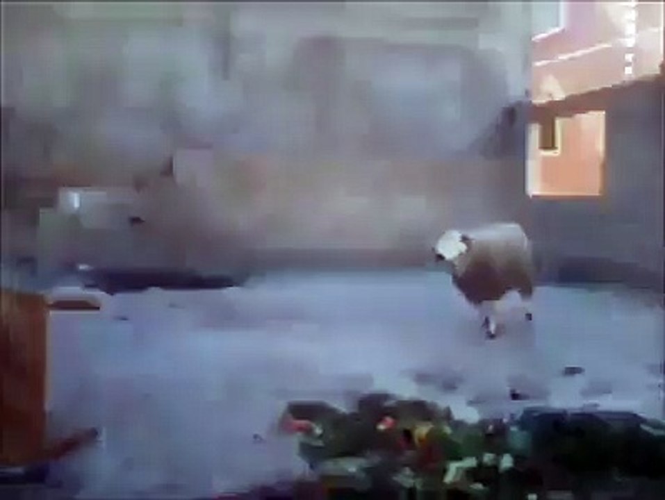 Masayı kıran koyun..