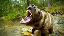 Discovery BBC documentary animals 2015 Wild Amazon Discovery Animals Nature documentary HD