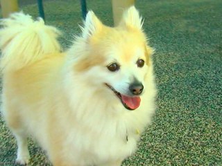 What's The Deal With Pet Insurance?