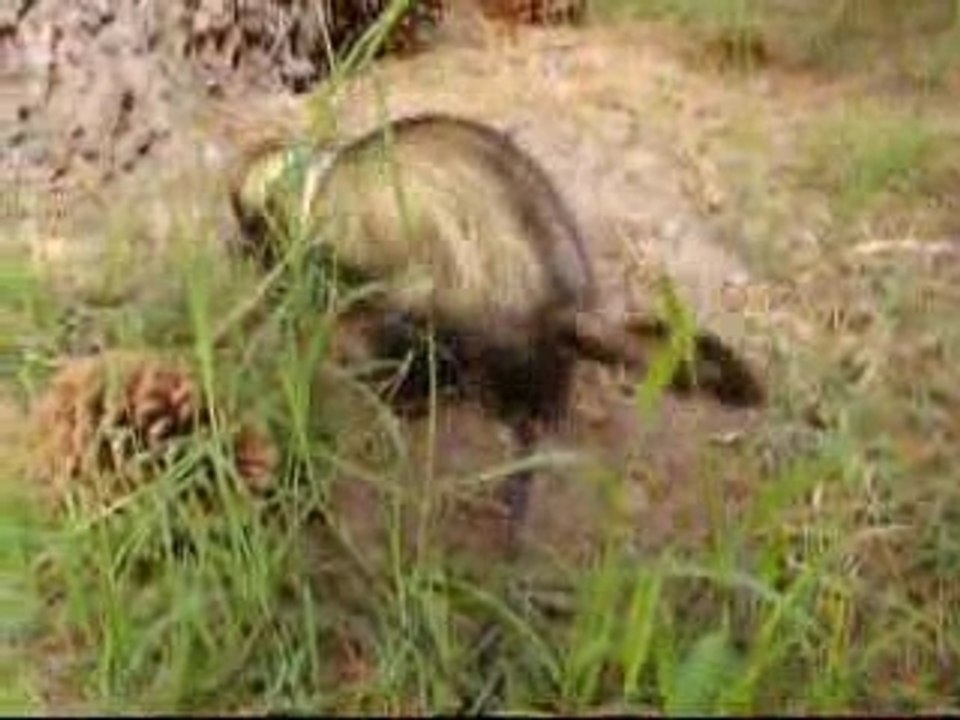 Je gratte, je cours bref je suis moi