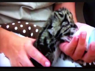 Baby Clouded Leopard