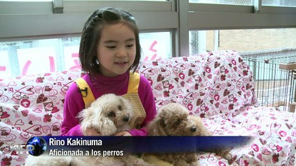Se alquilan perros en Japón