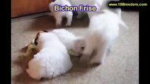 Bichon Frise, Puppies, For, Sale, In, Des Moines, Iowa, IA, Bettendorf, Marion, Cedar Falls, Urbanda