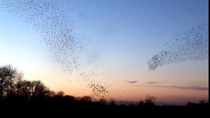 Music dance by nature amazing birds must watch