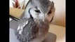Drunk Owl Trying To Get Someone s Attention - Funny Angry Owl