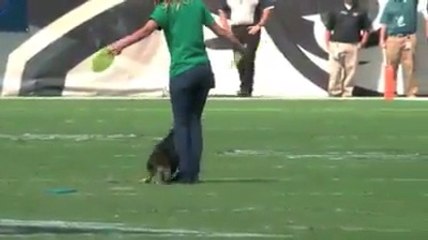 Dog Show   This Dog Is Too Much Trained