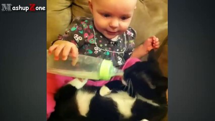 Best Funny Cats And Dogs Vines Compilation [NEW]