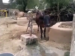 drinking style of cow