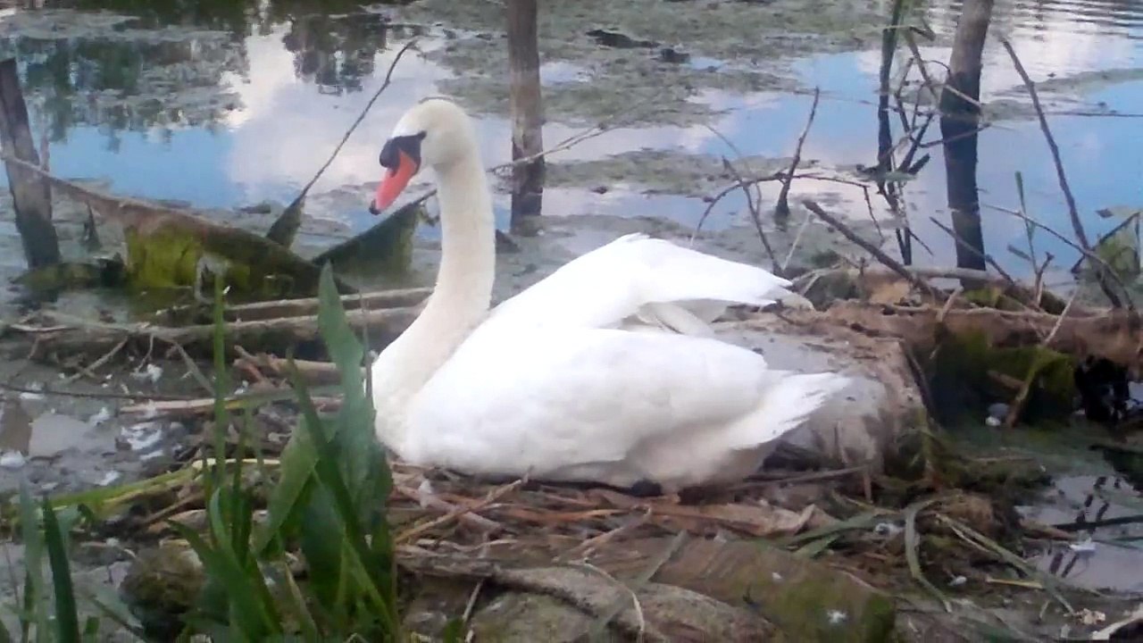 Beli labud na kanalu  D.T.D u Rumenci - White swan on the canal D.T.D in Rumenka