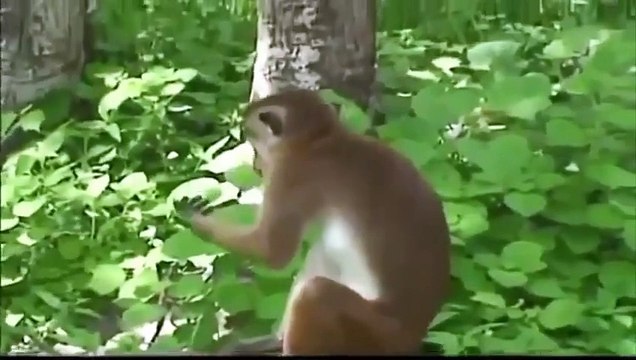 LOL Hot animal mating crazy videos funny video 2014 Part126