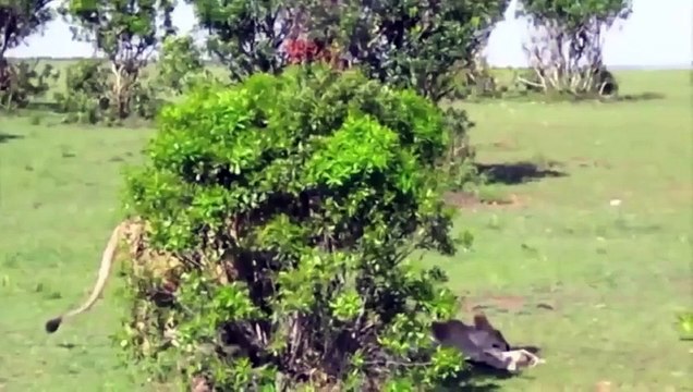 LOL Hot animal mating crazy videos funny video 2014 Part8