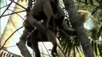 LOL Mating animal funny video   animal private live