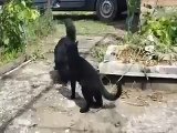 Cat Gets A Dog Into A Sleeper Hold HD 2015