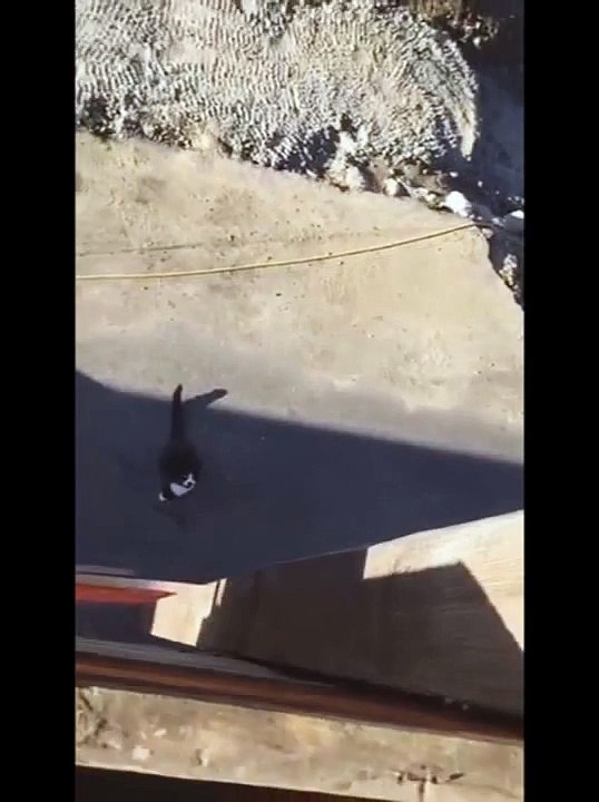 Chat Ninja / Ninja cat