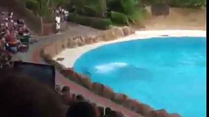 This is really Awesome with dolphins