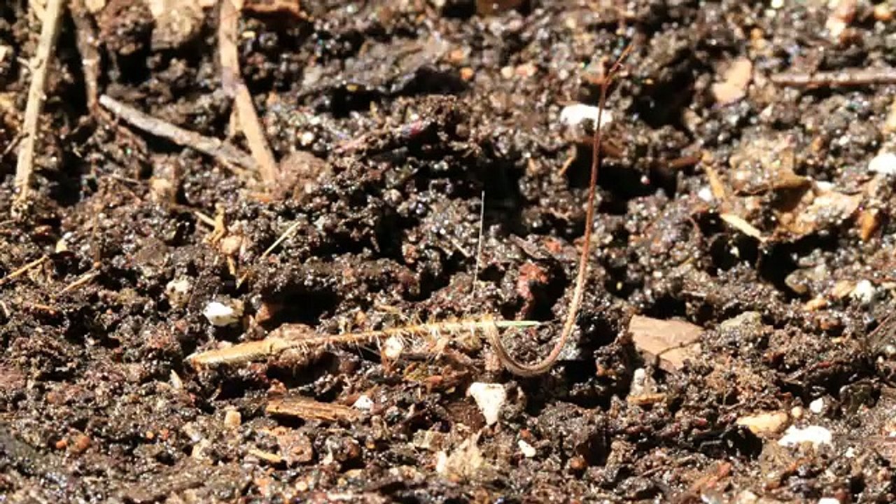 Erodium Seed