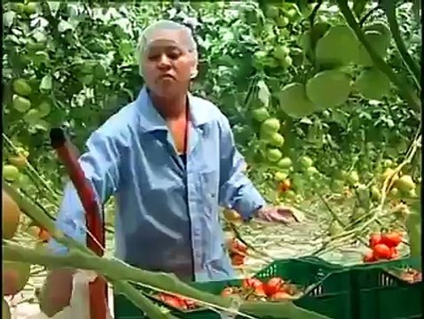 Tomato production