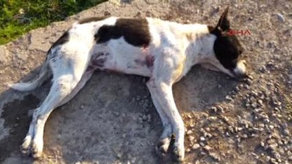 Bursa - Vurulan Köpeği İznik Belediyesi Önüne Bıraktılar