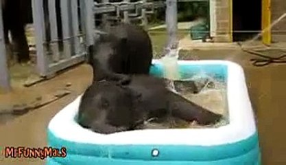 Animals Love Bath Time - Super Cute Compilation_low