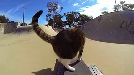 OHAA..kaykay yapan kedi