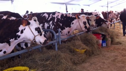La fête de la Normandie