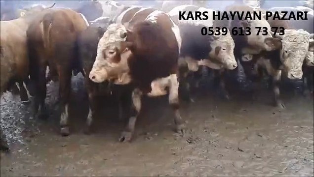 Kars Simental Irkı Buzağı, Kars Simental Irkı Dana, Kars Simental Irkı İnek, Kars Simental İnek, Kars Simental İnek Çeşitleri, Kars Simental İnek Fiyatları