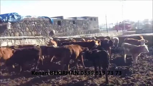 Kars Simental Erkek Buzağı, Kars Simental Erkek Buzağı fiyatları, Kars Simental Erkek Dana, Kars Simental Erkek Dana Fiyatları, Kars Simental Fiyatları