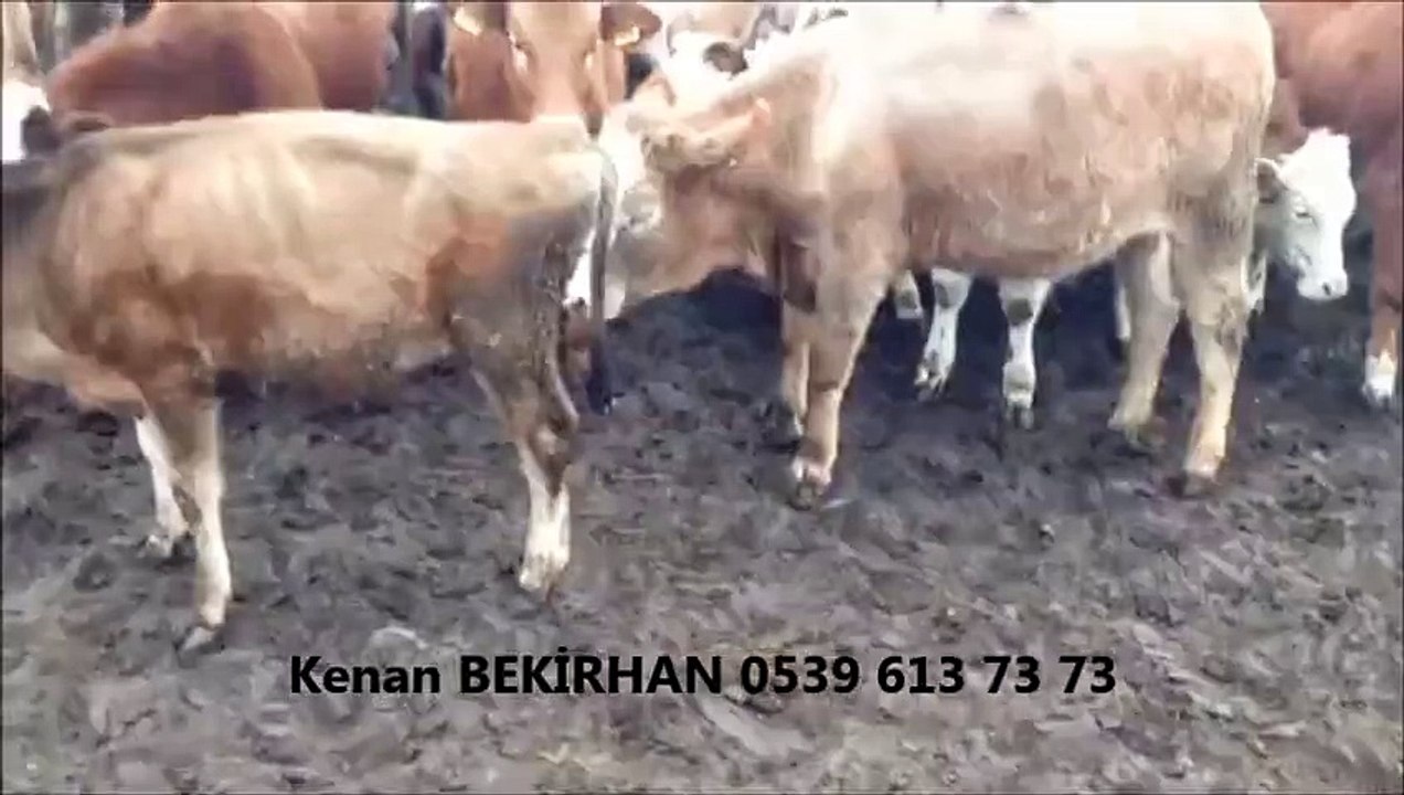 Kars Simental Dişi İnek, Kars Simental Dişi inekler, Kars Simental Düve, Kars Simental Düve Fiyatları, Kars Simental Düve Fiyatları 2014