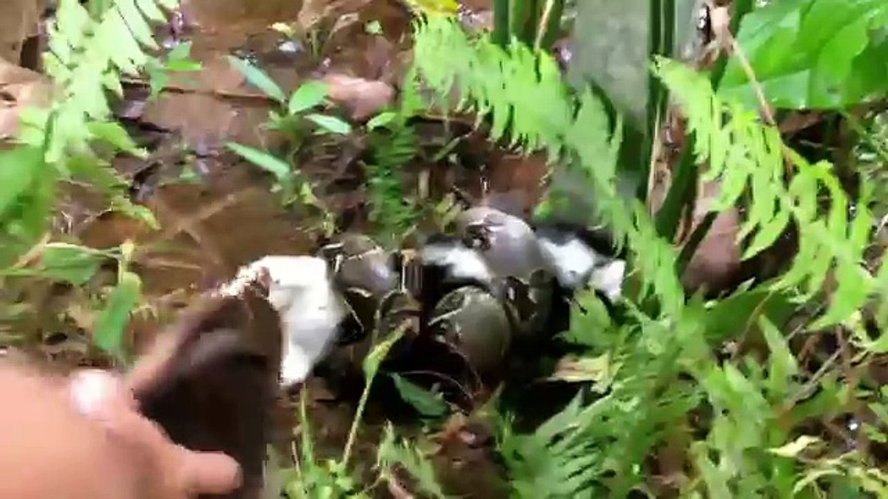 Chat contre boa constrictor