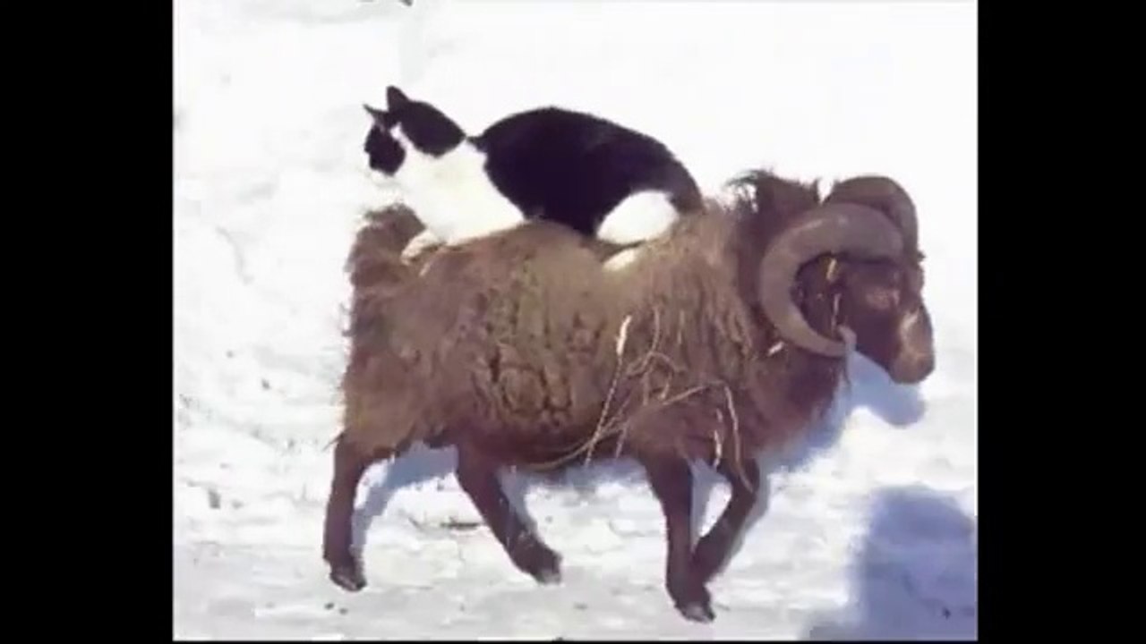 Cat and Sheep : FUNNY